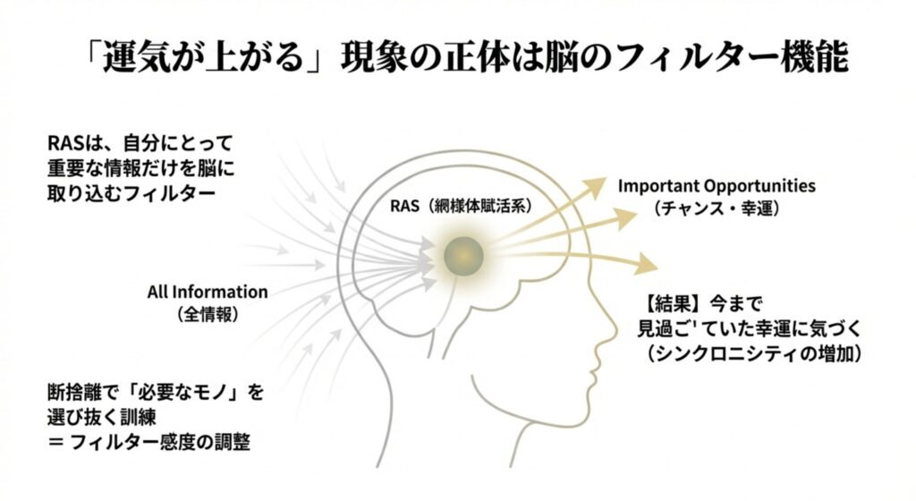 脳のフィルター機能RAS(網様体賦活系)の図解。断捨離によって必要な情報を選び抜く訓練ができ、チャンスや幸運に気づきやすくなる仕組み。